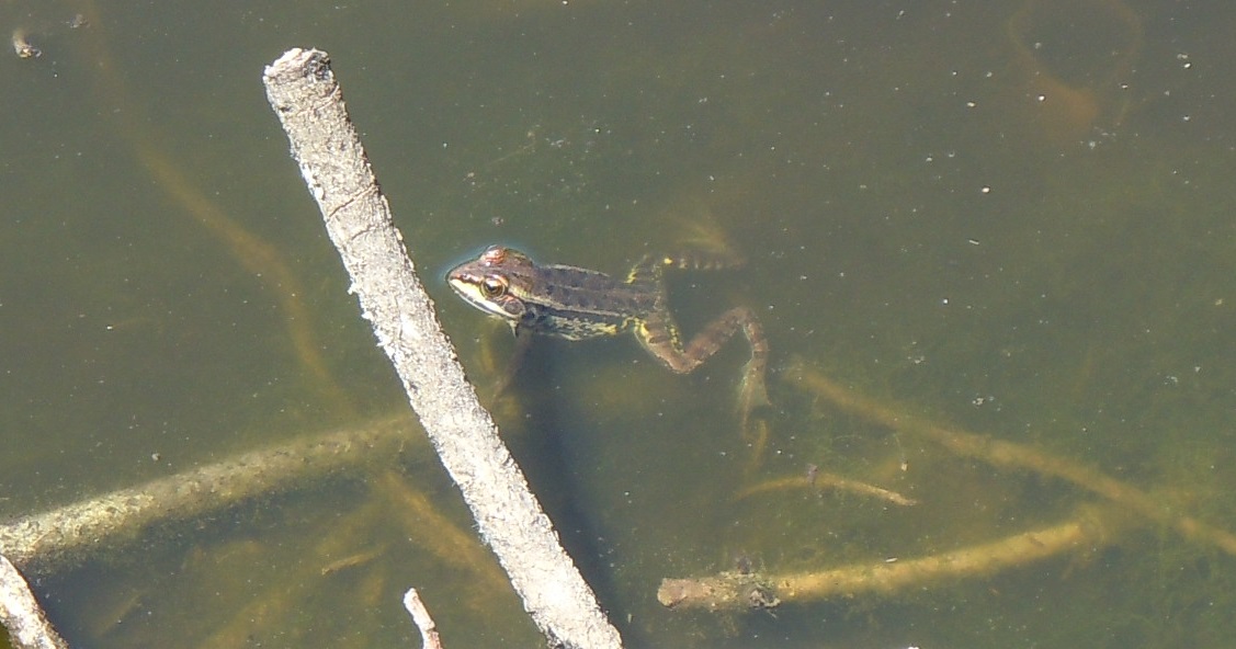 Tutte rane verdi? S, Pelophylax sp. (prov. Napoli)